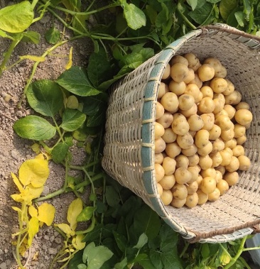 农家谜你小土豆高山种植