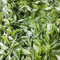 竹叶青茶
