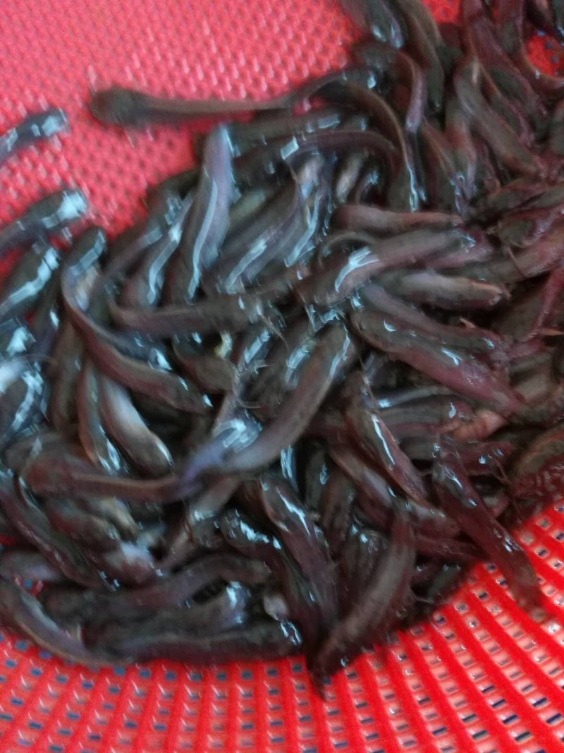 三黄塘角鱼苗,本地塘角鱼苗,塘角鱼水花,大量现货