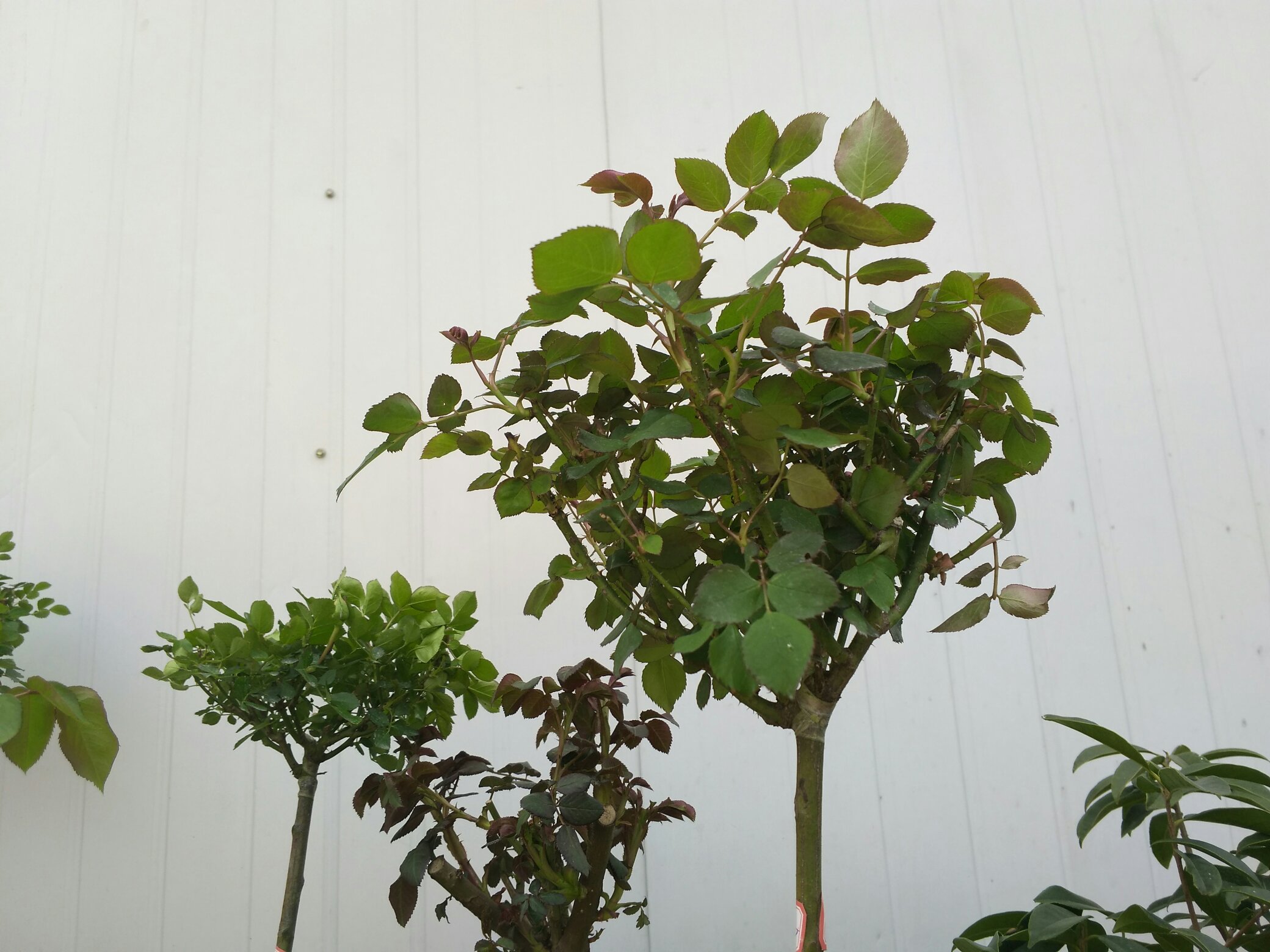 大花美人月季春季修剪与施肥示意图