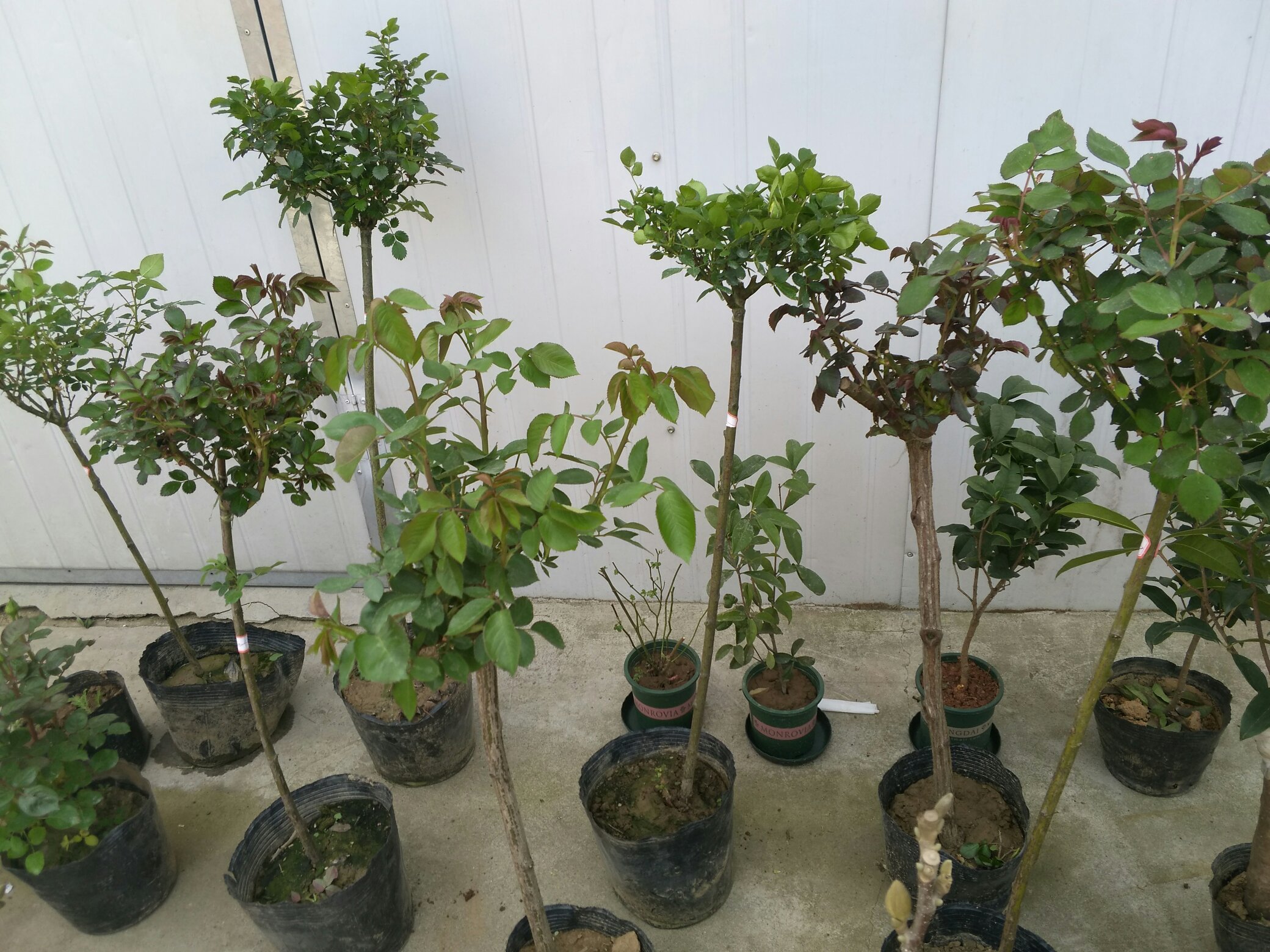 俯拍视角:一株修剪后的‘朱丽叶’大花月季,主干基部萌出3根健壮新梢,长度约15–20cm,顶端已分化出绿豆大小的花苞雏形;新叶嫩绿舒展,老叶完整无病斑;盆土表面覆盖松鳞保湿,体现规范复花管理下的典型生理响应 大花月季夏末二次花枝萌发状态