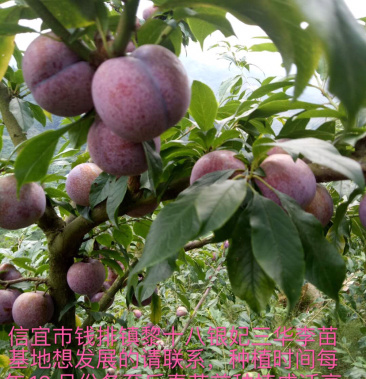 钱排产地正品银妃三华李苗李子苗银妃李苗