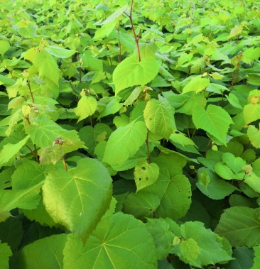 [椴树批发]出售一年生紫椴苗 ,椴树 ,椴树苗,小叶椴树苗价格0.