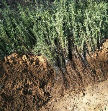 柠条苗 优质柠条苗 优质小叶锦鸡儿一年苗二年苗规格齐