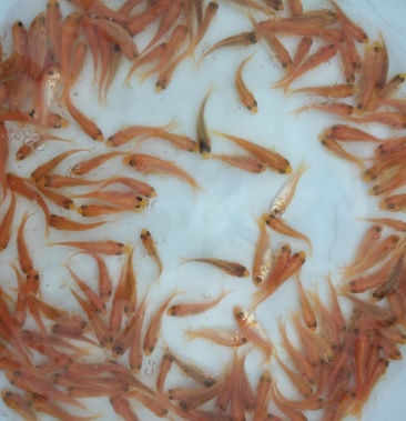 兴国红鲤鱼苗玻璃红鲤鱼苗