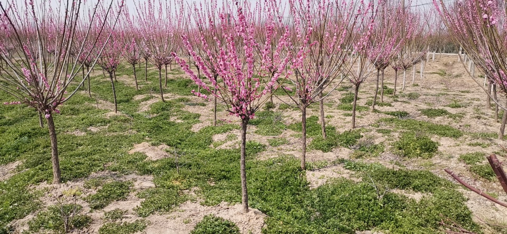 一株盛开的松红梅,展示其松针状叶片与粉红色梅花状花朵,植株高度约80厘米,生长在疏松透气的营养土中,背景为阳光充足的庭院环境 松红梅整体植株特写