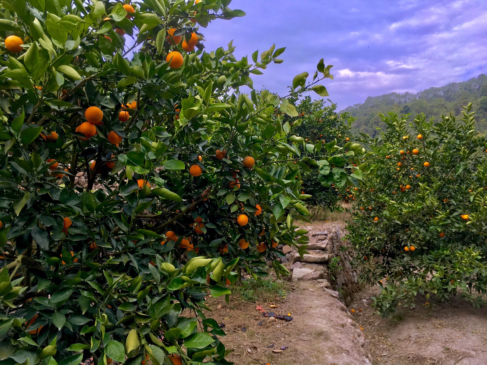夏橙柑橘果园全景