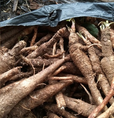 [南沙参批发]南方人参,南沙参又名泡参价格10.00元/斤 - 一亩田