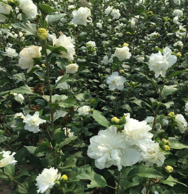白木槿 木槿树苗木槿花白花木槿花苗 可食用清热解毒