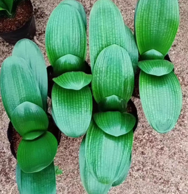 短叶圆头和尚(小元宝)君子兰老苗盆栽福建基地直销一手货源