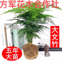 精品文竹盆景免费包邮原盘原土发货基地直销