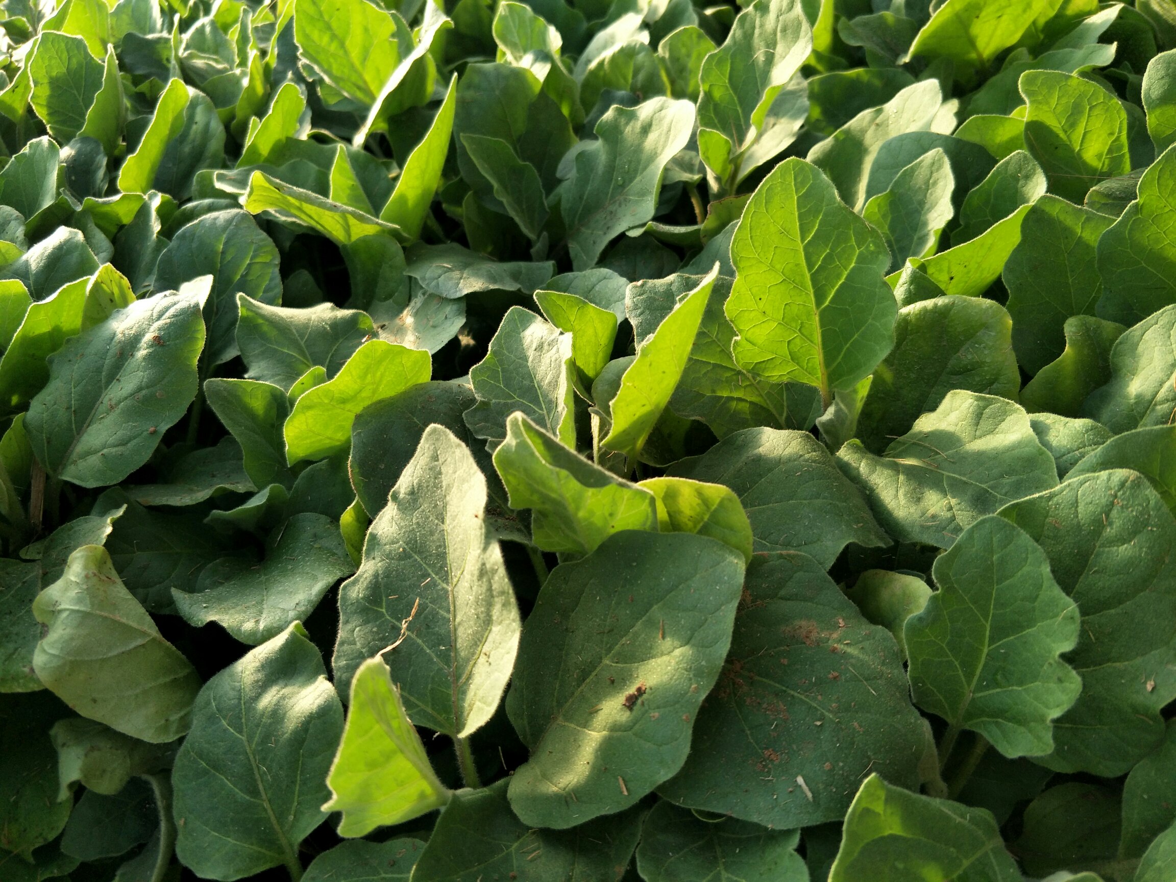 微距摄影:聚焦番茄典型二歧聚伞花序,突出叶腋起源特征;背景虚化,强调花序梗与主茎夹角约45°,展现植物学上‘腋生花序’的关键识别点 特写镜头:番茄花序解剖结构,清晰显示一朵正在开放的黄色五瓣花、两朵已凋谢的花萼残留、三颗大小不一的幼果(绿白色),花序梗呈紫绿色并带细绒毛,连接点位于叶片基部的叶腋处