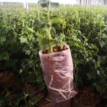 山东省佛手瓜种苗，龙须菜种苗，欢迎新老客户提前预订。