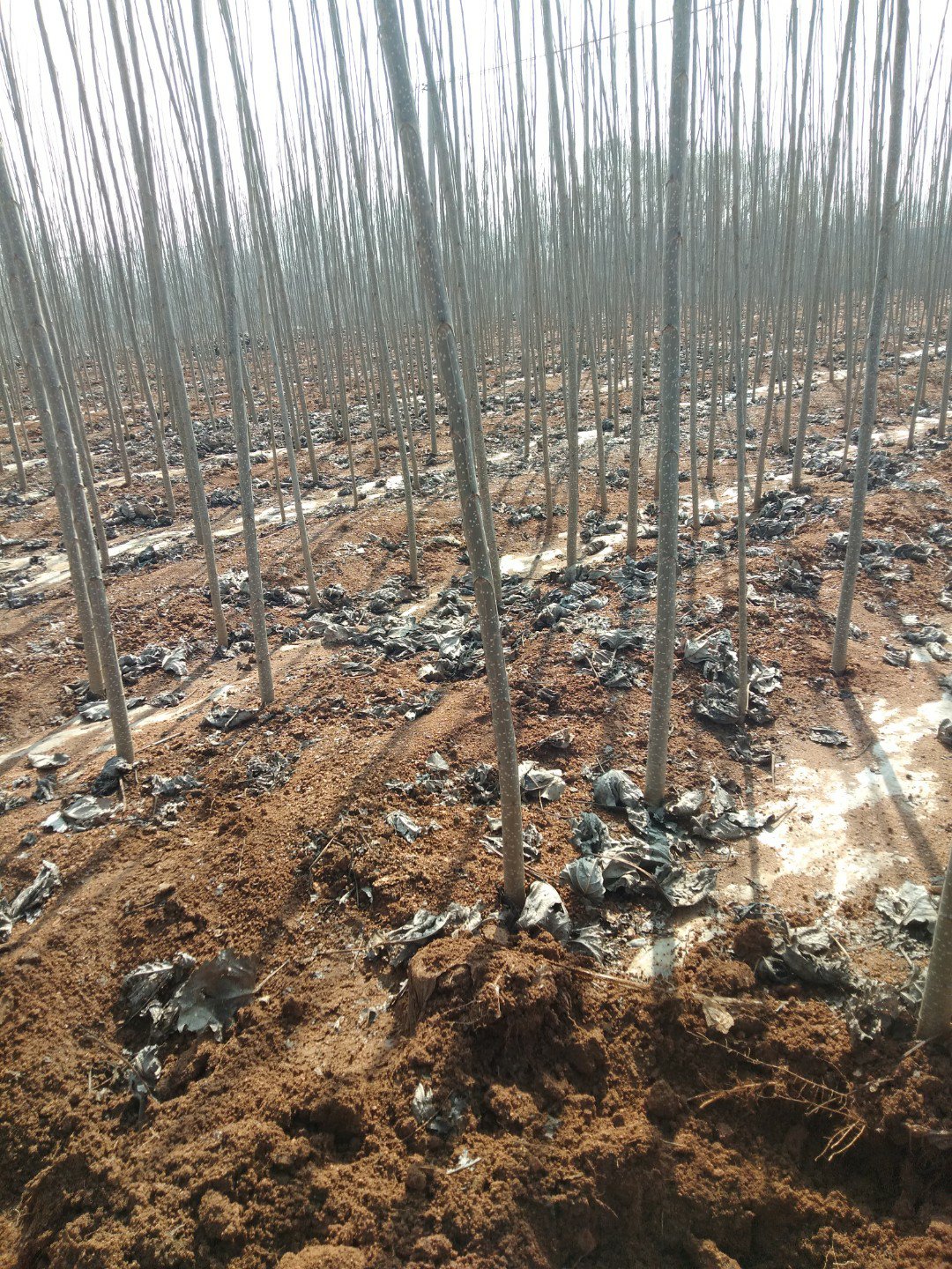 [杨树苗批发]107杨树苗!条型直!无病毒!价格2.00元/棵 - 一亩田