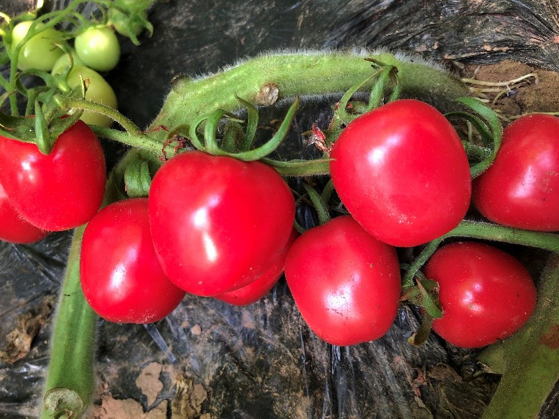 炒锅中的圣女果正在翻炒，颜色鲜艳呈半透明状，锅中略有酱汁，厨师手持锅柄倾斜翻炒