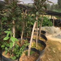 特有花番石榴苗老品种小果