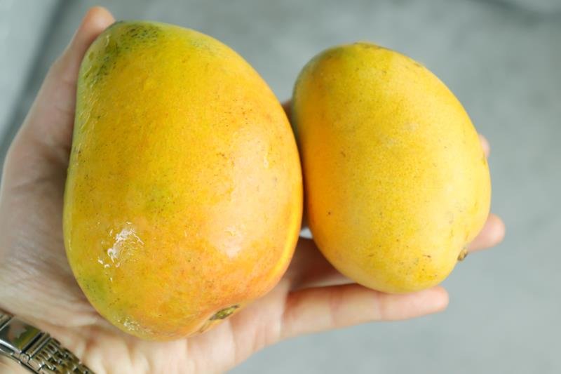 小台芒成熟与未成熟对比图