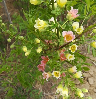 自家文官树,旱地种植,根系好无病虫害,杆直
