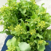 白菜心，白菜苔，独特气候，现已大量上市价格便宜
