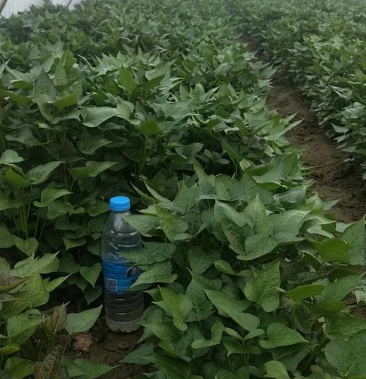 徐薯32红薯苗 徐薯32地瓜苗 西瓜红 商薯19 红薯苗