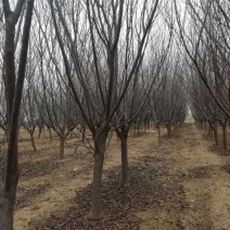 自家种植绿化苗木:樱花、红叶李、法桐