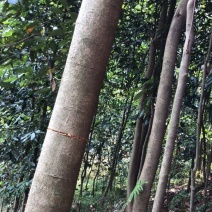 桂皮