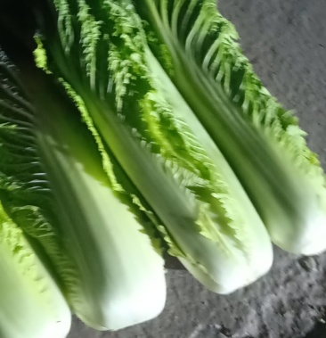 [麻叶青白菜批发]山地种植秋绿75,麻叶青白菜,叶面清秀无虫眼无烧心