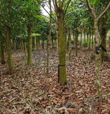 [白桦树批发]白银木价格180.00元/棵 - 一亩田