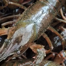 潜江小龙虾义朗精品6以上青虾一件包邮肉质饱满