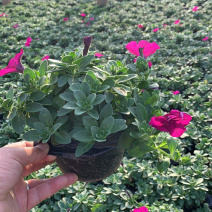 垂吊牵牛花、红色，粉色，蓝色