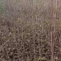 梓树根苗