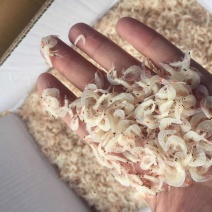 淡干虾皮特级无盐长岛海米干货虾皮粉补钙