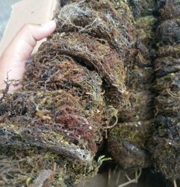 草燕窝 滋补养生保健药材