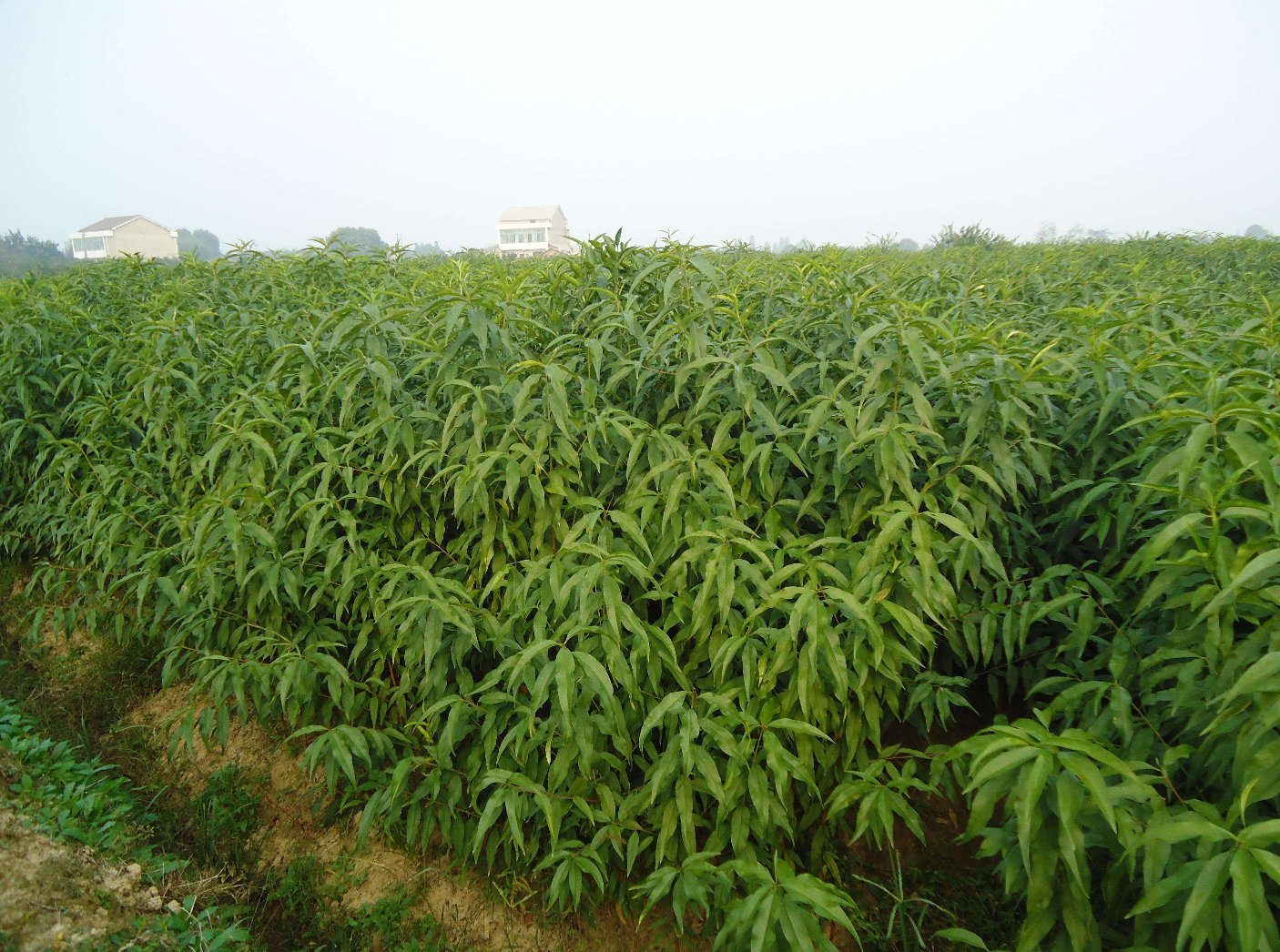 黄桃果园丰收场景