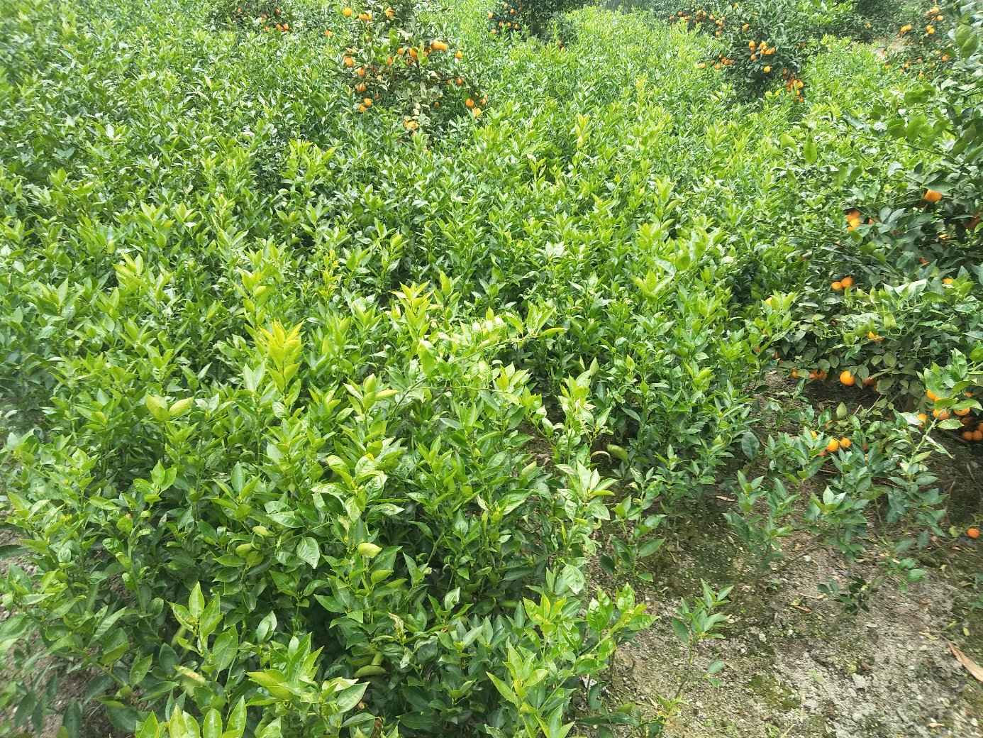 柑黄帝种植园航拍图