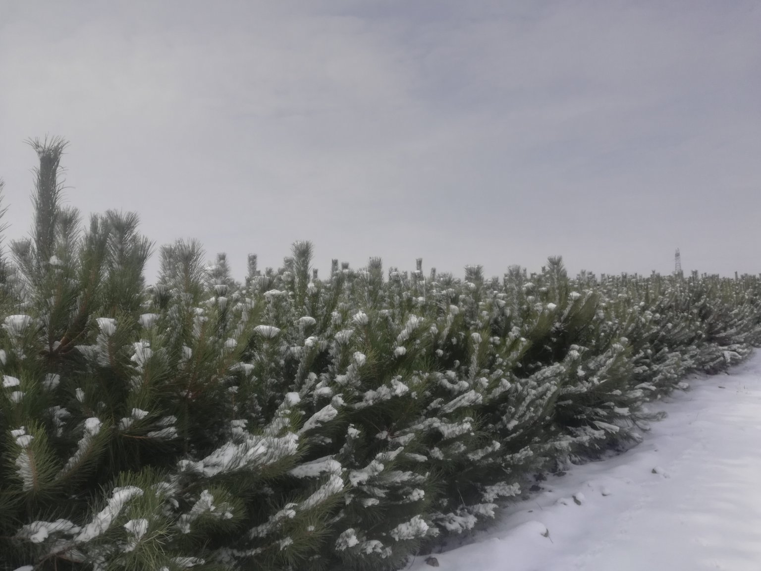 油松四季常绿的自然景观