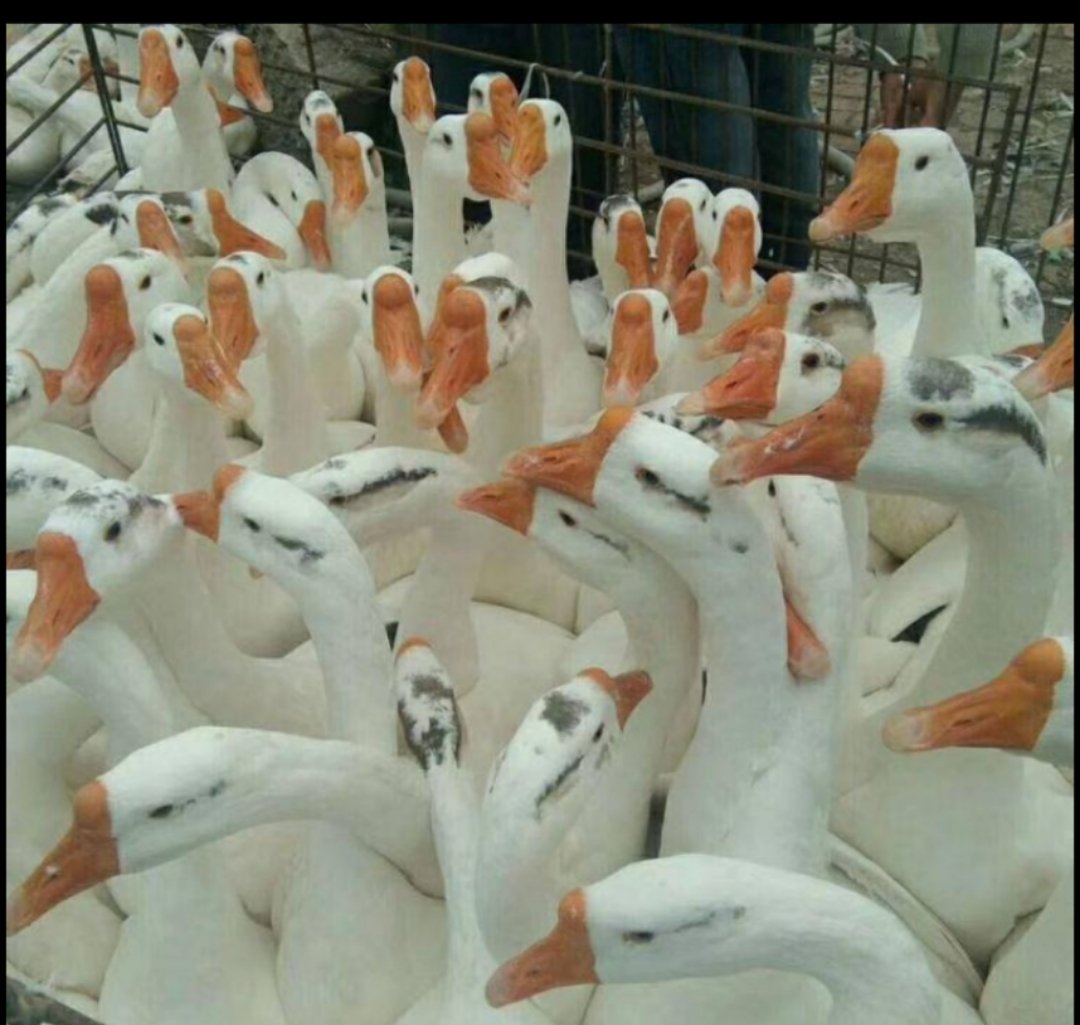 白狮头鹅苗交易市场