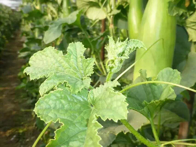 挑选羊角蜜甜瓜对比图