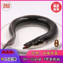 鳗鱼苗白鳝鱼苗适应能力强、生长速度快、存活率高