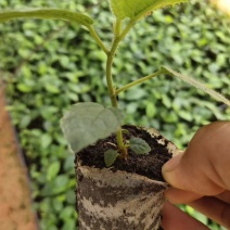 广西基质土五指毛桃苗！根系发达好！