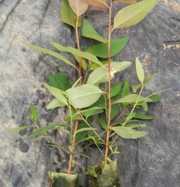 优质桉树苗k3 二六 二八 二九