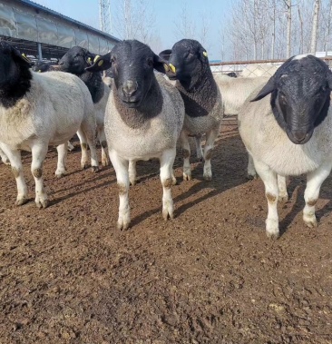 黑头杜泊种羊,杜泊羊公羊一手货源包送到家直销