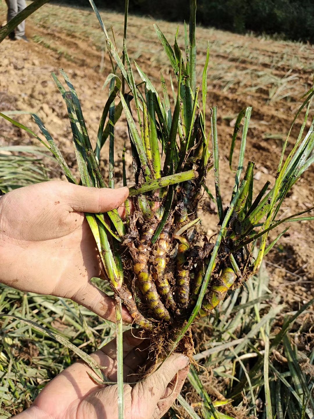 [石菖蒲苗批发]安徽药典石菖蒲苗 含量高 产量高 技术指导价格0