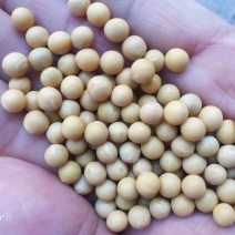 东升一号芽豆！及其它芽豆所有商品不包邮！物流发货！