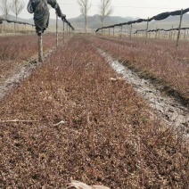 辽宁开原黄刺玫小苗黄刺梅工程苗黄玫瑰杯苗繁育基地