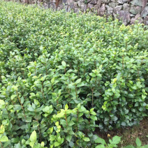 茶花小苗茶花小苗茶花小苗茶花小苗精品茶花小苗