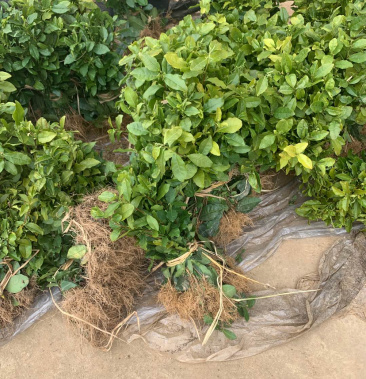 龙井茶苗龙井茶苗龙井茶苗龙井茶苗龙井茶苗龙井茶苗