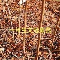 文冠果苗批发，供应30一150公分文冠果苗160万