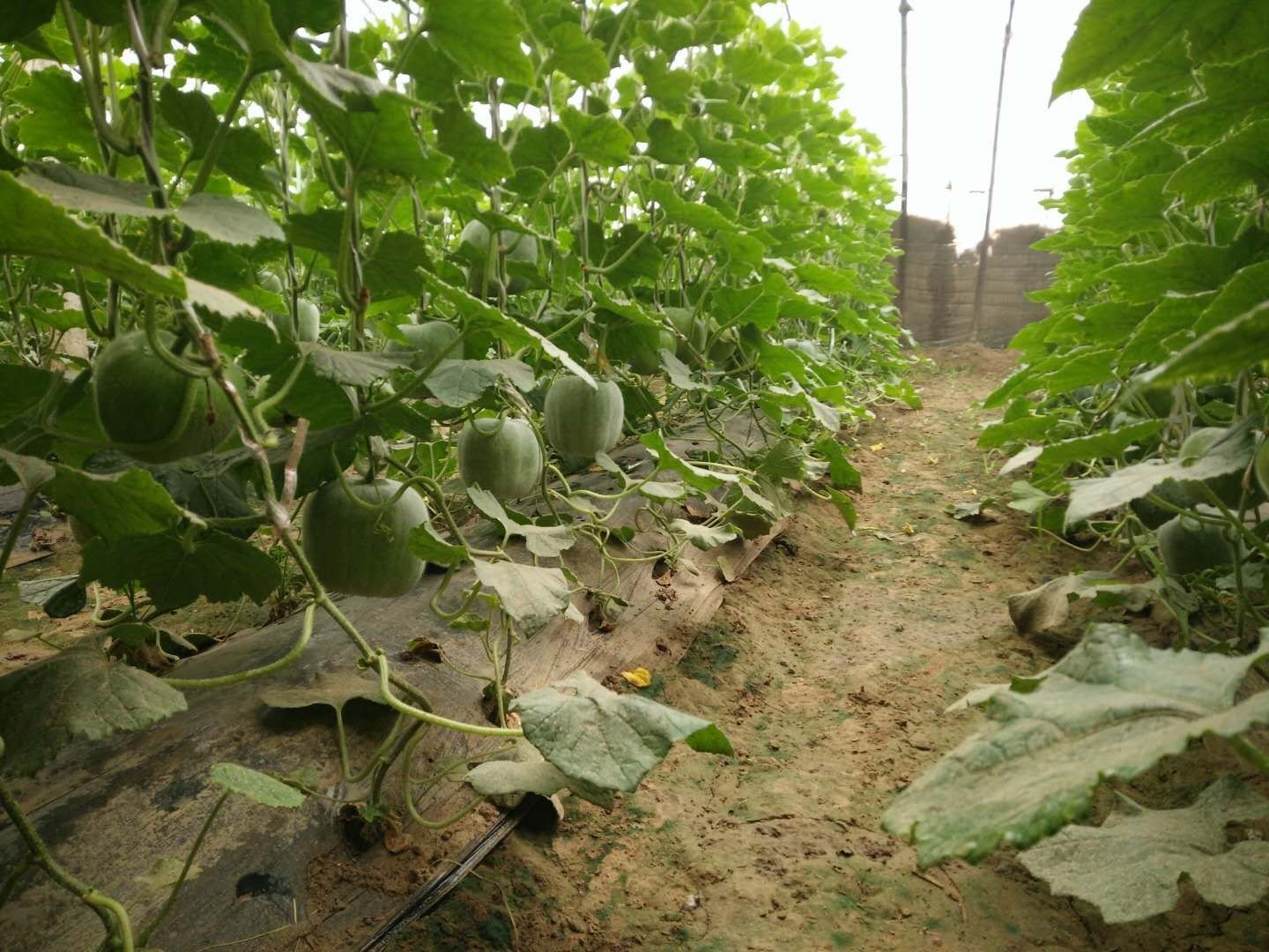 农户采摘一串铃冬瓜场景