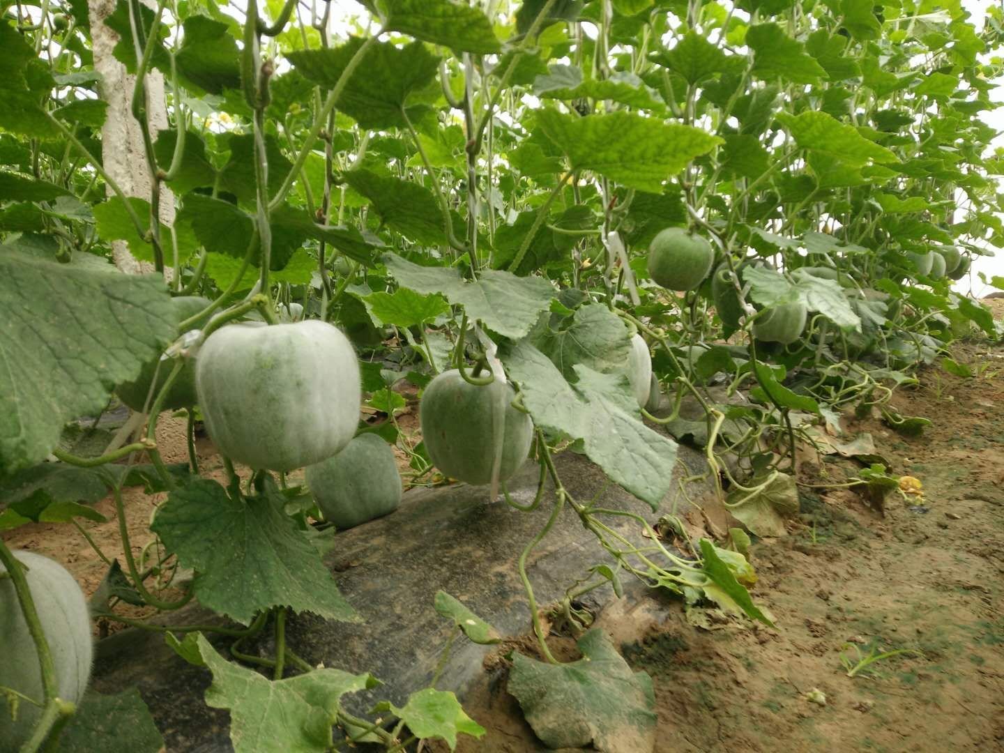 一串铃冬瓜植株在田间生长状态